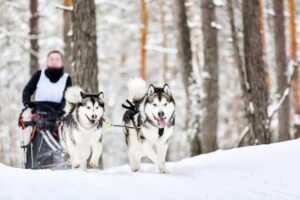 Two playful huskies pull a sled across a snowy landscape, surrounded by tall trees and winter scenery.
