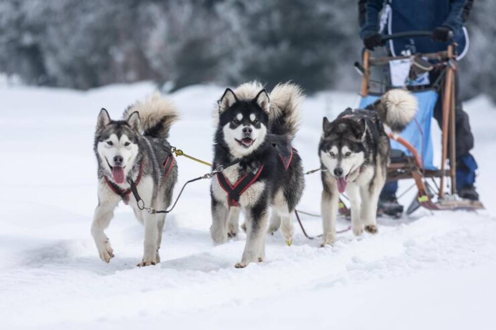 Three energetic huskies pull a sled through a snowy landscape, showcasing their thick fur and harnesses against a winter backdrop.