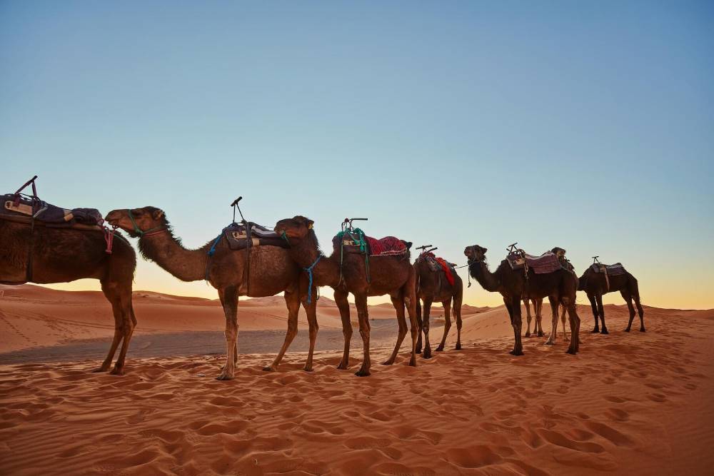 A line of camels with colorful saddles stands on sandy dunes against a clear sky, illuminated by the warm light of dawn.