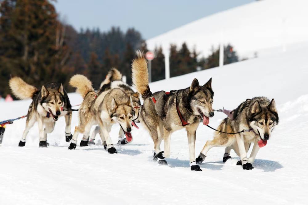 A team of five sled dogs, resembling wolves, pulls a sled through snowy terrain under a clear blue sky.