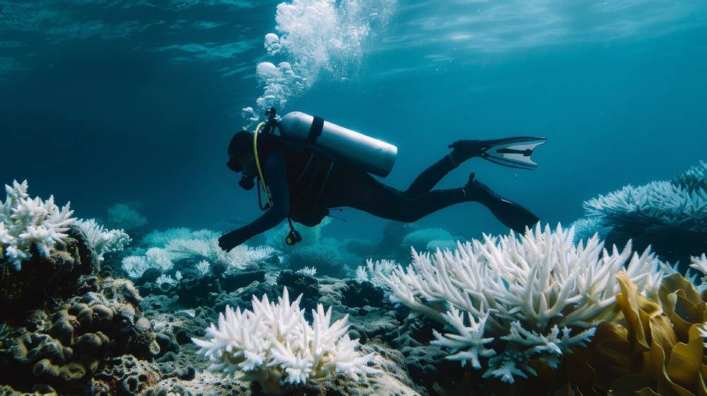 A diver explores a vibrant coral reef, surrounded by white coral formations in clear blue water, creating a serene underwater scene.