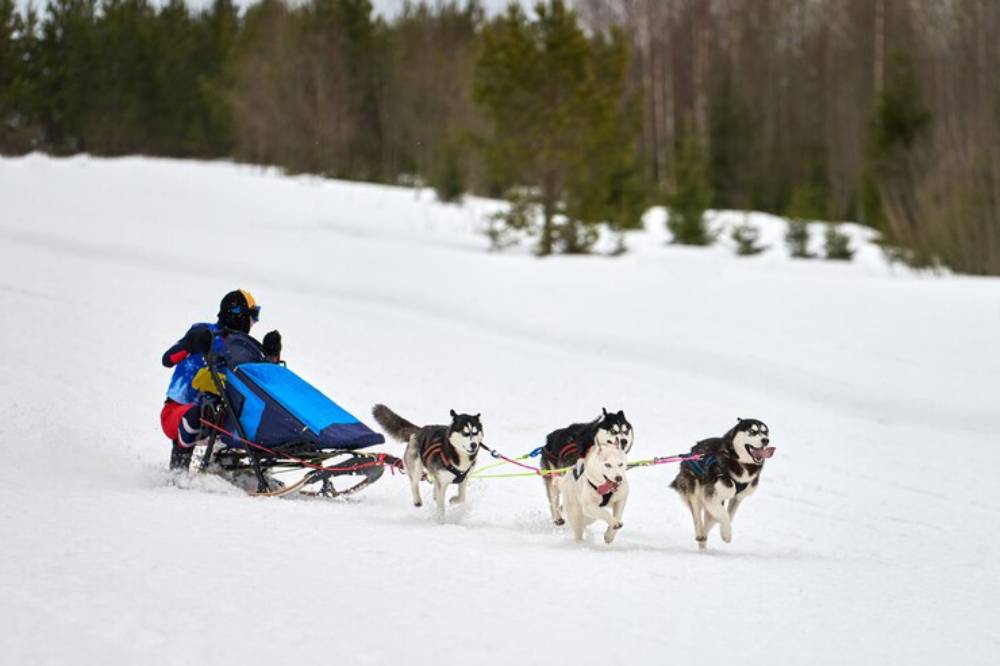 A musher in winter gear guides a sled pulled by four eager huskies across a snowy landscape dotted with evergreen trees.
