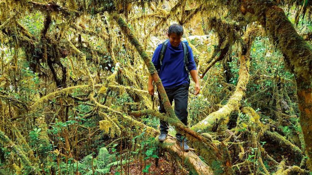 A hiker balances on a moss-covered log amidst a dense, vibrant jungle filled with tangled branches and lush green foliage.