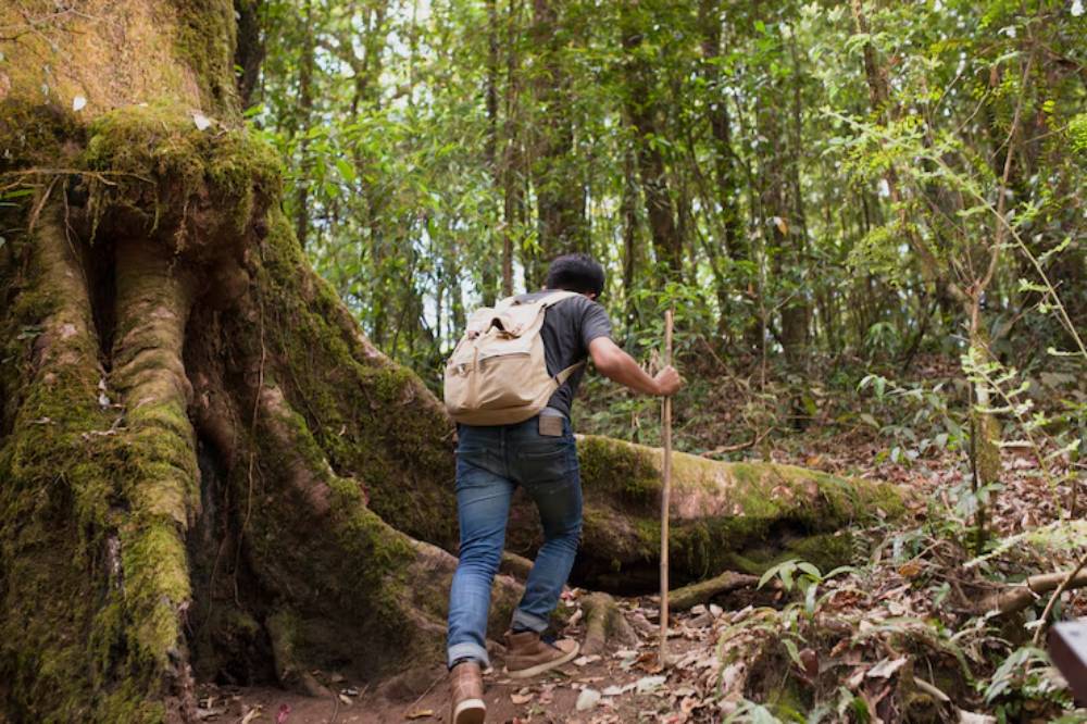 A hiker with a backpack climbs a moss-covered hill, navigating through lush green forest with a wooden walking stick.